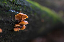 Several Orange Mushrooms Growing On A Tree In The Forest. Selective Focus .
