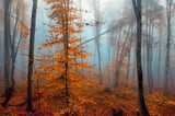 Fototapeta Natura - Fantasy foggy forest trees in the autumn mountains