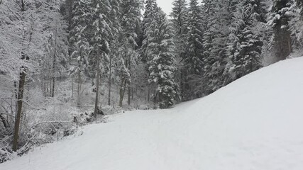 Wall Mural - Snowy white winter season countryside woods. Slow motion movement.