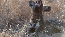 Medium Shot Of A Wild Dog Trying To Catch Annoying Fly, Greater Kruger.