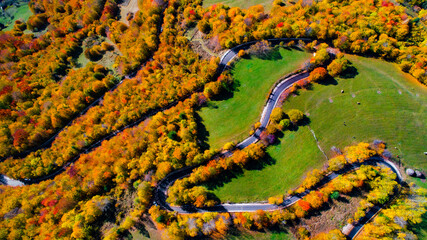 Wall Mural - Aerial view of curvy road in beautiful autumn forest . Top view of roadway with autumn colors. European roads