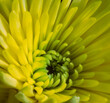 bright yellow chrysanthemum blossom heart macro with pollen