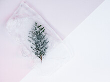 Branch Of Thuja In Ice On White And Pink Background