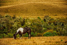 Horse Grazing On Landscape Of Rural Lowlands Called Pampas With Dry Bushes Near Cambara Do Sul. A Small Country Town In Southern Brazil With Amazing Natural Tourist Attractions. Oil Paint Filter.