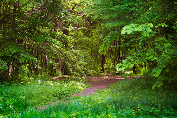 Path in the forest in summer