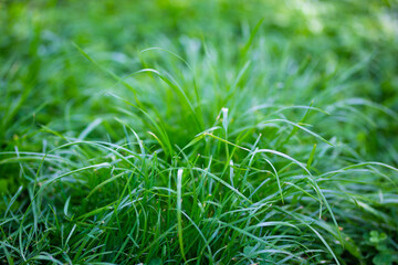 Wall Mural - Green grass closeup in a field