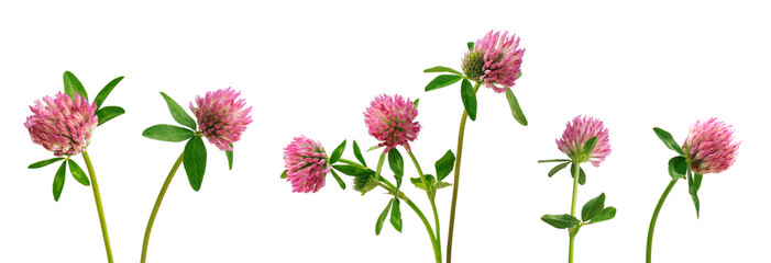 set of pink meadow clover flowers with buds on a white isolated background
