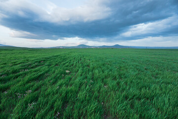 Green grass field