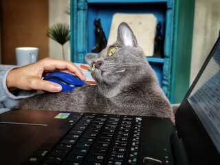 Télétravailler à domicile avec son animal de compagnie