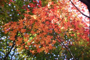 Canvas Print - Autumn leaves of maples in the natural park.