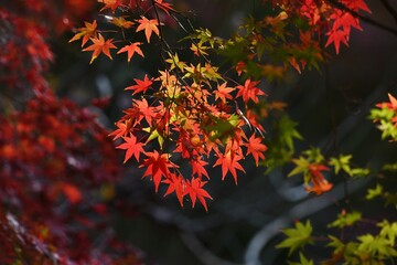 Sticker - Autumn leaves of maples in the natural park.