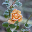 Pomarańczowa róża pokryta szronem 