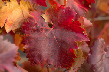 Wall Mural - Autumn grapes with red leaves, the vine at sunset is reddish yellow