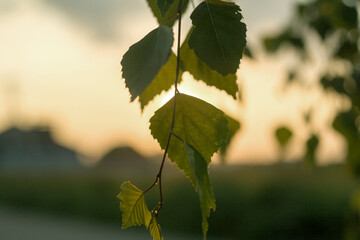 Wall Mural - Close-up of birch tree brunch with green leaves outdoors on sunny spring or summer day on blurred colorful background in evening or at dawn.