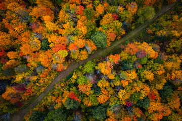 beautiful fall look down photograph of a muddy dirt path meandering through the forest with gorgeous