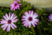 Flores De Playa