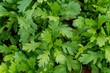 Matured leaves of potherb mustard (Brassica rapa subsp. japonica) in garden
