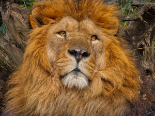 Portrait of a beautiful lion. In the close-up.