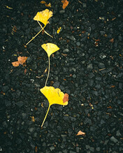 Yellow Leaves On The Ground