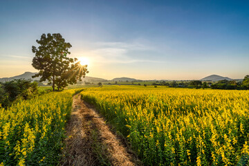 The beautiful scenery of a yellow sunn hemp field in Nakhon Sawan province, Thailand.