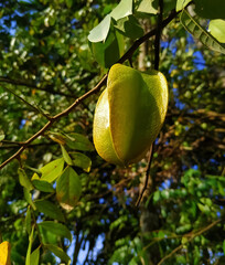 Starfruit on tree