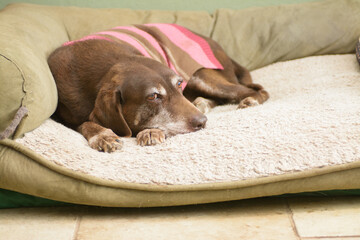 Wall Mural - Senior old dog resting