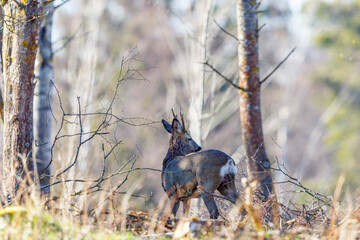 Wall Mural - Roe deer buck in the woods looking backward