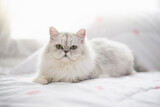 Fototapeta Koty - Cute persian cat lying on the bed