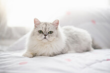 Cute Persian Cat Lying On The Bed