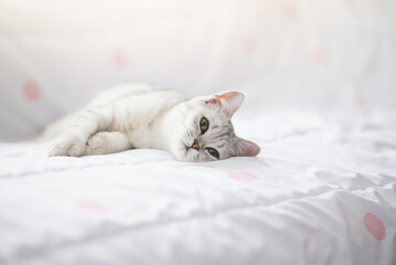 Wall Mural - Cute cat lying on white bed and looking