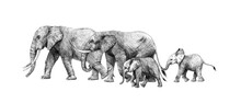 Beautiful Stock Pencil Illustration With Safari Elephant Family.