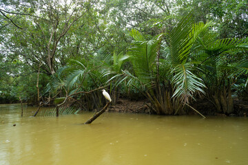 Standing Egret at timber in canal.