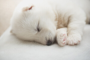 Poster - White siberian husky puppy sleeping on white bed