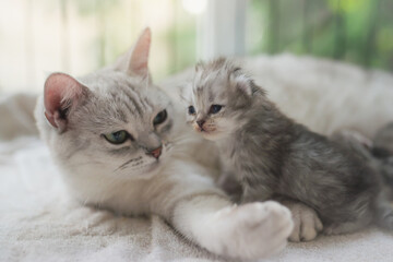 cat kissing her kitten with love