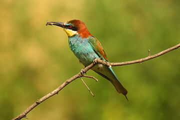 Wall Mural - The European bee-eater (Merops apiaster) sitting on the branch witk bee on the beak.