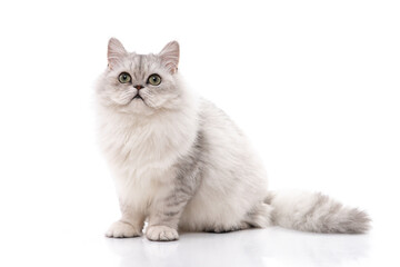 Poster - Persian cat on white background,isolated