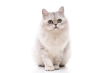 Wall Mural - Persian cat on white background,isolated