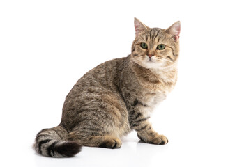 Poster - British cat lying on white background isolated