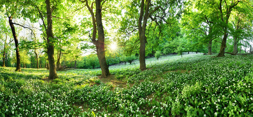 Aufkleber - Spring forest with blooming white flowers and sun. Wild garlic - Carpathian mountain