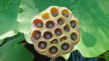 Lotus Seed Pod, Lotus Leaf And Flower Green Background. Lotus Seeds Have Properties Medicine.