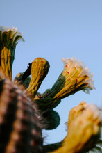 Vertical Shot Of A Flowering Sugaro Cactus