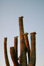 Vertical Shot Of Of A Sugaro Cactus