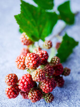 Tendrils Of Unripe Blackberries