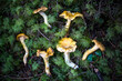 © Foodlovers - Freshly gathered chanterelle mushrooms on the ground in a forest