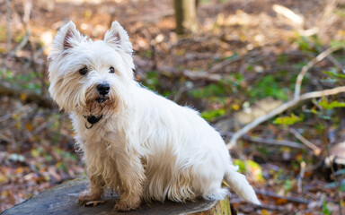 Small white dog sits in the forest on an old stump