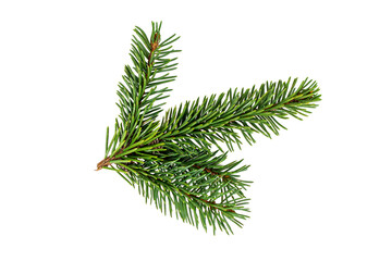 top view of green fir tree spruce branch with needles isolated on white background.