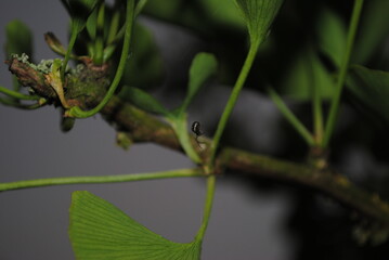 leaf with dew