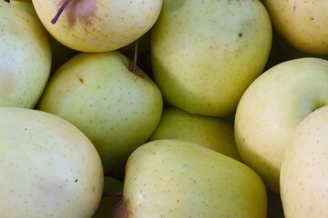 Wall Mural - organically grown golden apple fruit