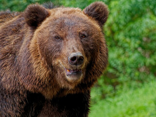 Canvas Print - Closeup shot of a brown bear in the forest