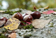 Chestnuts In Autumn